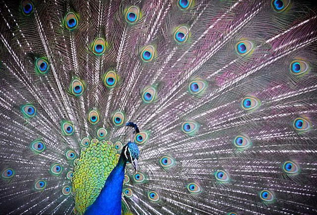 Bí[-]mật[-]của[-]chiếc[-]đuôi[-]công